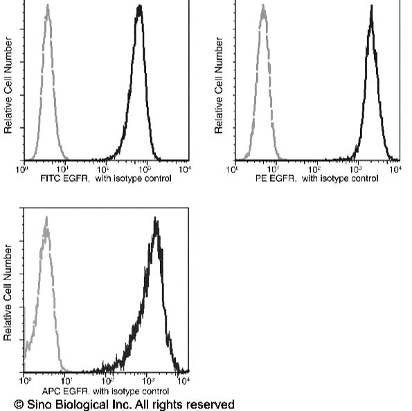 Sino Biological EGFR鼠单抗(FITC) FCM应用 egfr单克隆抗体