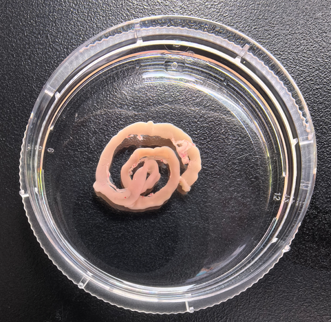 实验秘诀 | 百奥益康动物胃肠道组织保存液使用注意事项