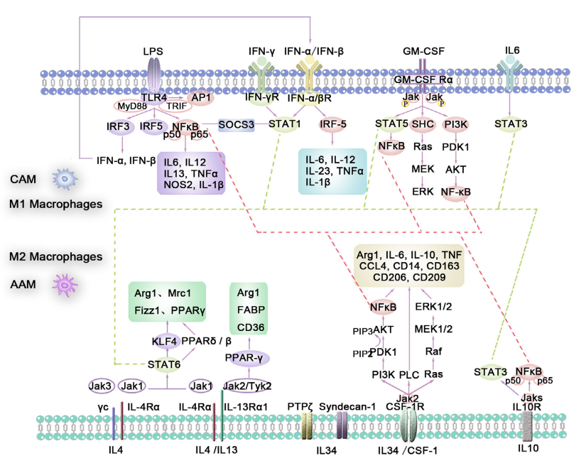 巨噬细胞极化机制