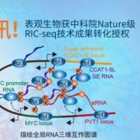 RNA与RNA相互作用 RIC-seq
