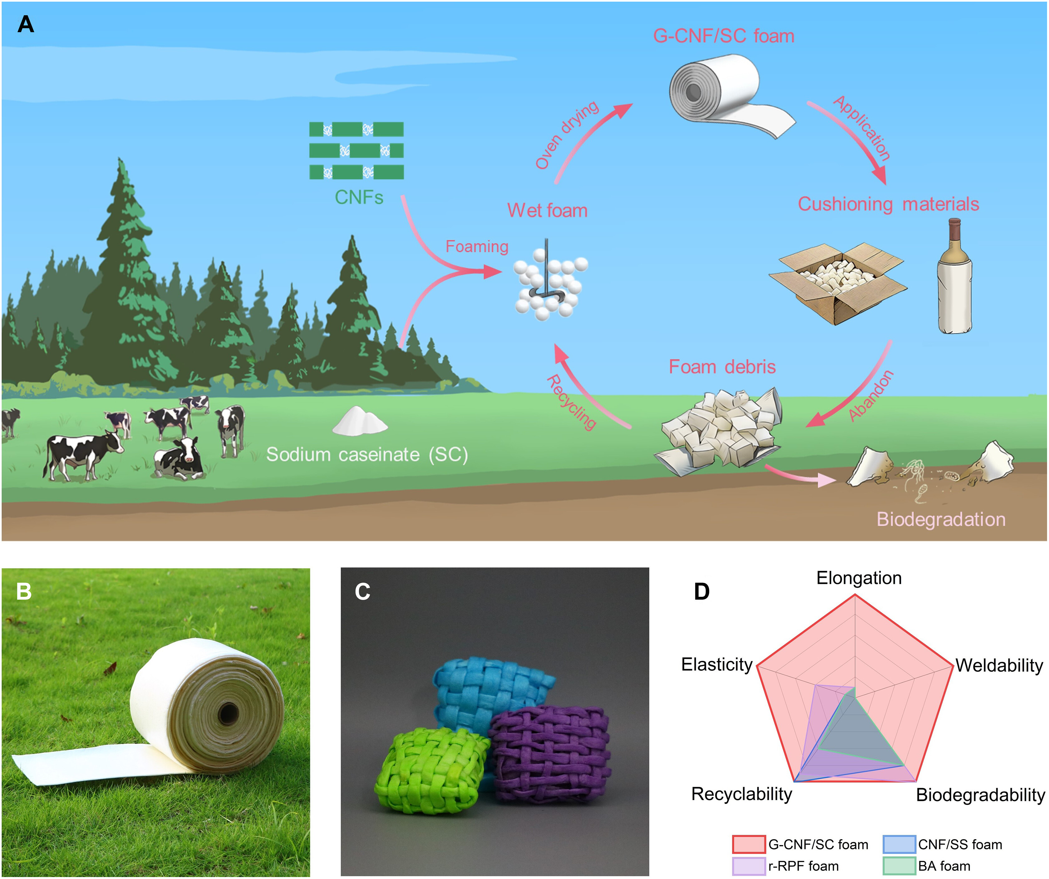 华东师大团队发表在Science Advances 上名为High-elongation, water-weldable, and fully degradable biomass foams fabricated via oven drying