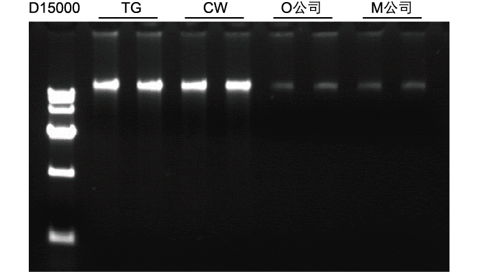 磁珠法干血斑基因组DNA提取试剂盒（DP344）