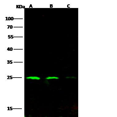 Sino Biological HIV-1 Gag-p24 兔多抗 WB/ELISA p24抗体