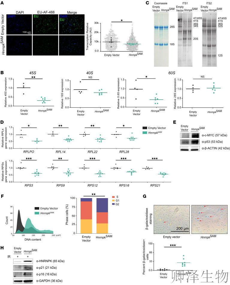 【核糖体疾病】 | 肿瘤抑制因子“黑化”记：过量HNRNPK如何引爆细胞核仁，诱发罕见血液病