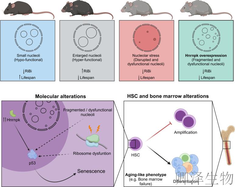 【核糖体疾病】 | 肿瘤抑制因子“黑化”记：过量HNRNPK如何引爆细胞核仁，诱发罕见血液病