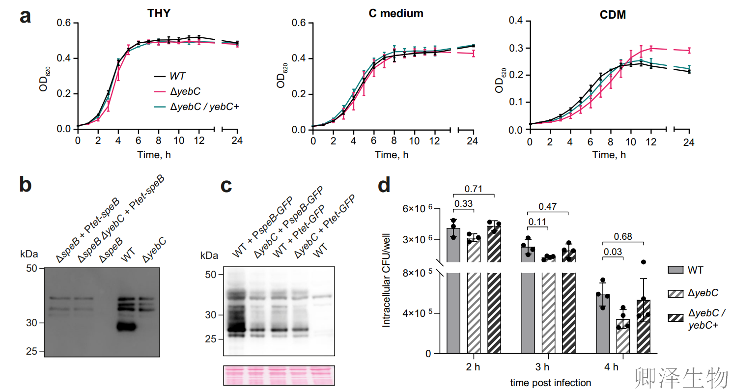 【RBP调控翻译】 | 细菌翻译“交通警”YebC：专治核糖体“脯氨酸拥堵”