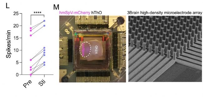 3Brain高分文献速递-类脑篇
