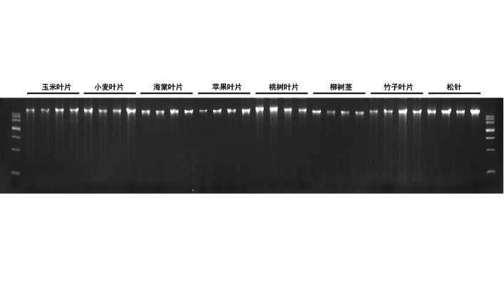多糖多酚植物基因组DNA提取试剂盒（DP360）