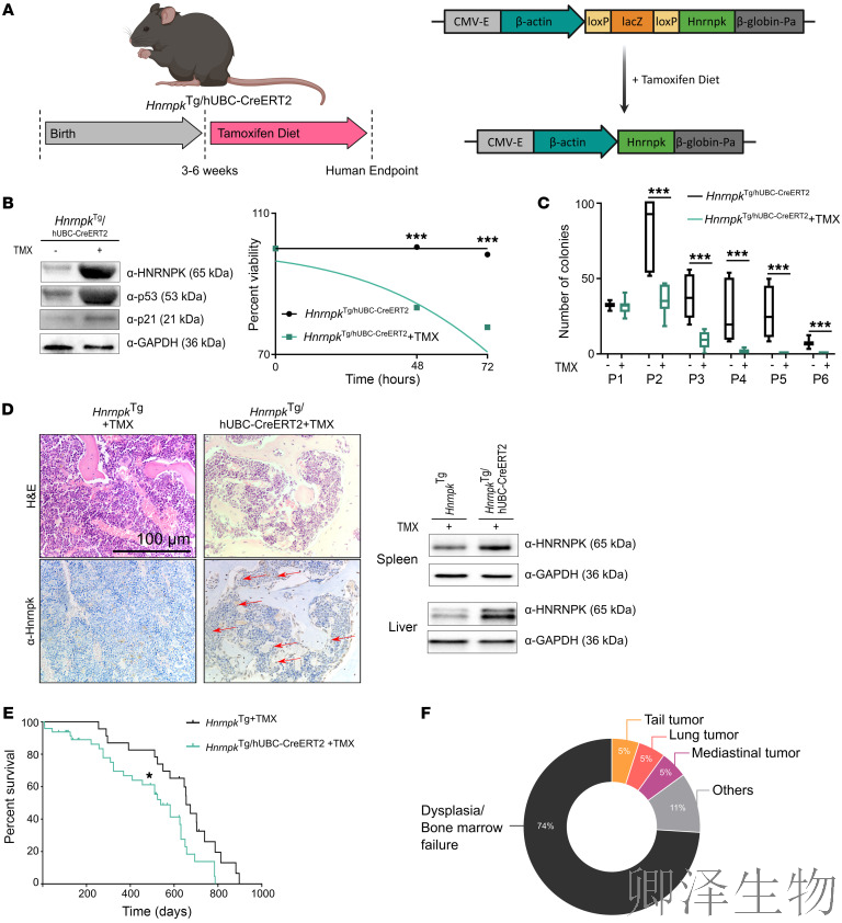 【核糖体疾病】 | 肿瘤抑制因子“黑化”记：过量HNRNPK如何引爆细胞核仁，诱发罕见血液病