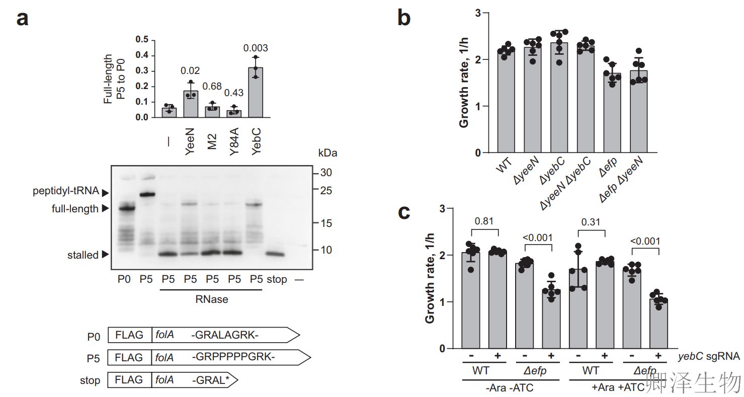 【RBP调控翻译】 | 细菌翻译“交通警”YebC：专治核糖体“脯氨酸拥堵”