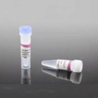 溶菌酶A (50 mg/ml)(含buffer) (RT401-11)