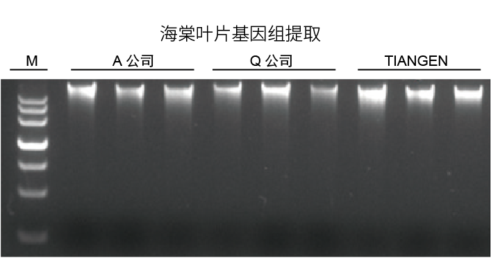多糖多酚植物基因组DNA提取试剂盒（DP360）