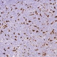 CD68 兔多抗 (抗原亲和纯化)