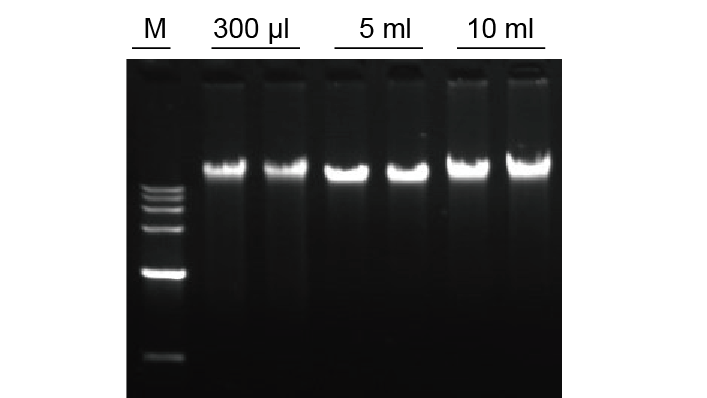血液基因组DNA提取系统(0.1-20 ml)(DP349)