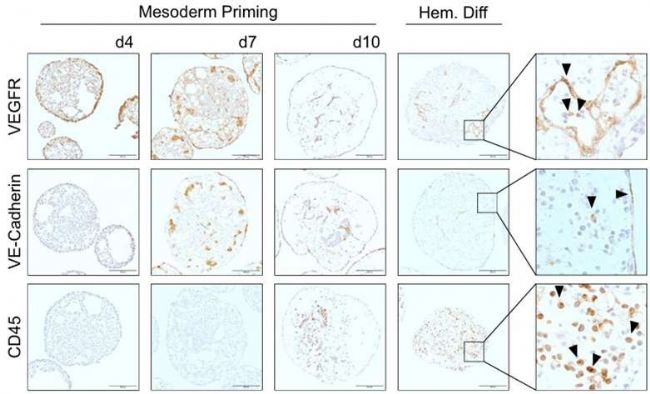 CERO 3D细胞培养仪,轻松搞定巨噬细胞标准化量产!