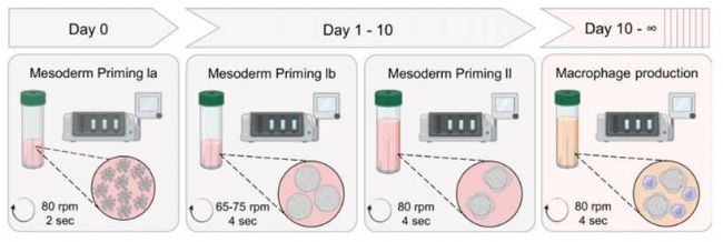 CERO 3D细胞培养仪,轻松搞定巨噬细胞标准化量产!