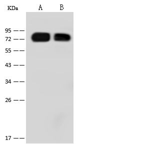 甲型流感H1N1 (A/California/04/2009) HA 兔多抗