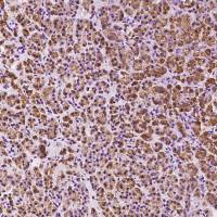 DHRSX 兔多抗 (抗原亲和纯化)