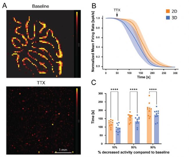 3Brain高分辨3D电极革新急性脑片、脑类器官及神经小球电生理记录