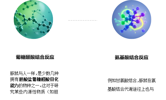 豚鼠肝微粒体 3.png 豚鼠肝微粒体 3.png