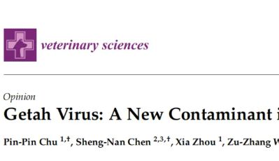 MDPI | 兽用疫苗又现新污染物！盖塔病毒（GETV）首次被发现污染猪用活疫苗！