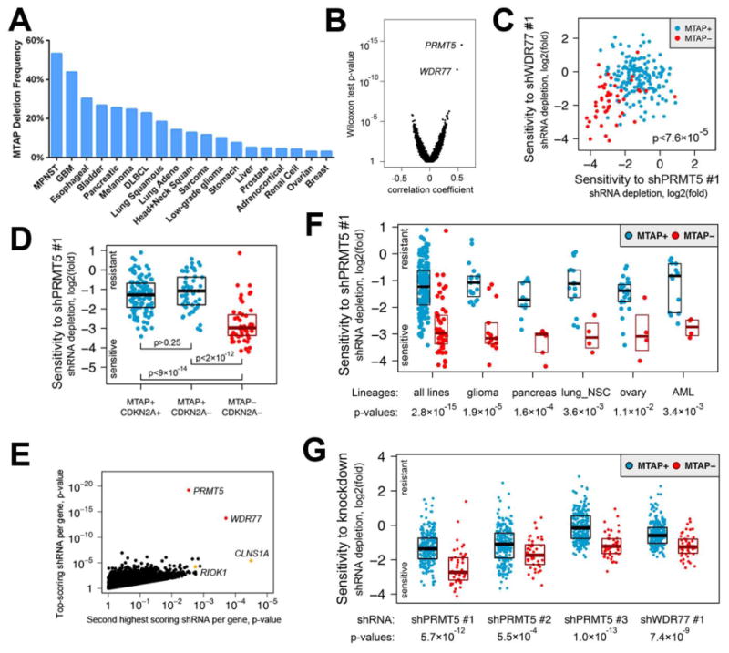 文献解析|MTAP缺失使人类癌细胞更依赖精氨酸甲基转移酶PRMT5
