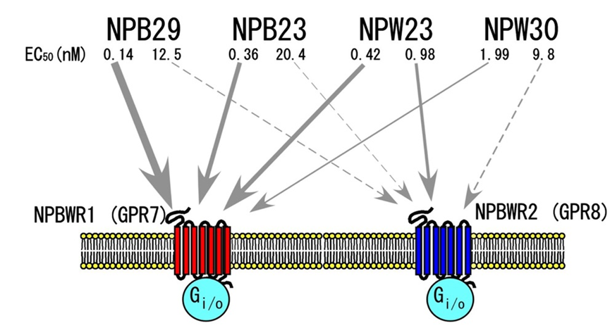 NPBWR1：调控疼痛、情绪、能量的潜力靶点