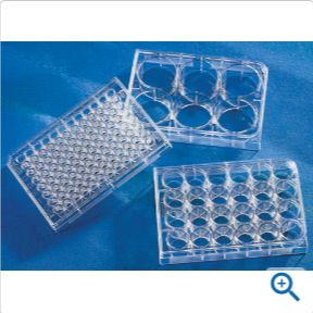 24孔板 透明 TC表面 带盖