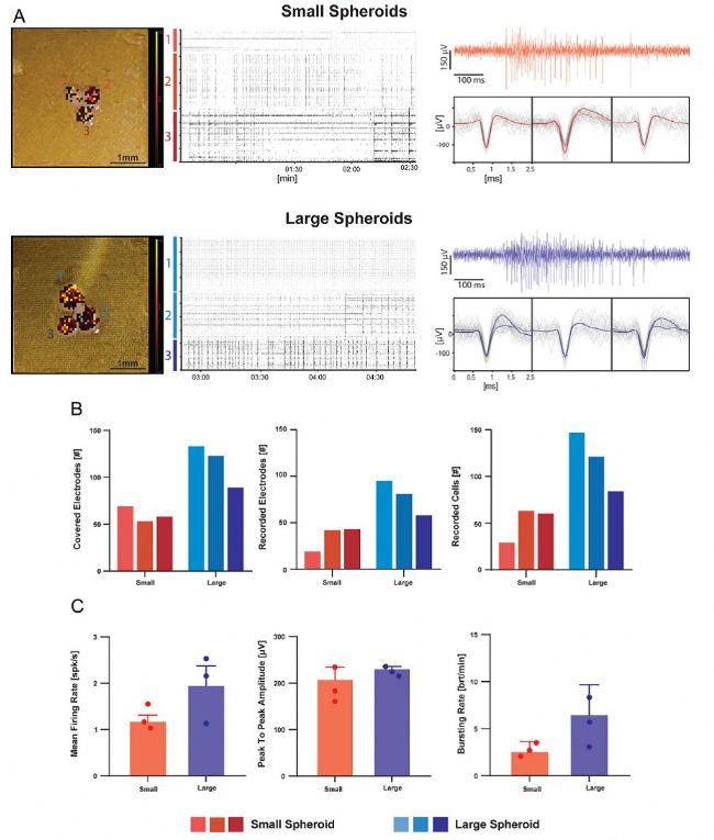 3Brain高分辨3D电极革新急性脑片、脑类器官及神经小球电生理记录