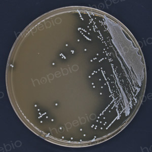 LBS琼脂的试验方法以及现象