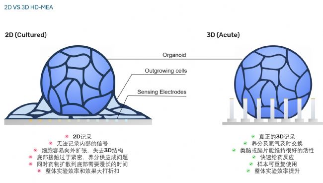 3Brain高分辨3D电极革新急性脑片、脑类器官及神经小球电生理记录