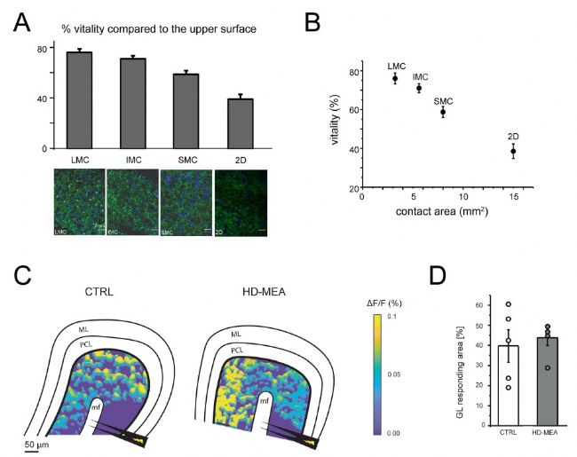 3Brain高分辨3D电极革新急性脑片、脑类器官及神经小球电生理记录