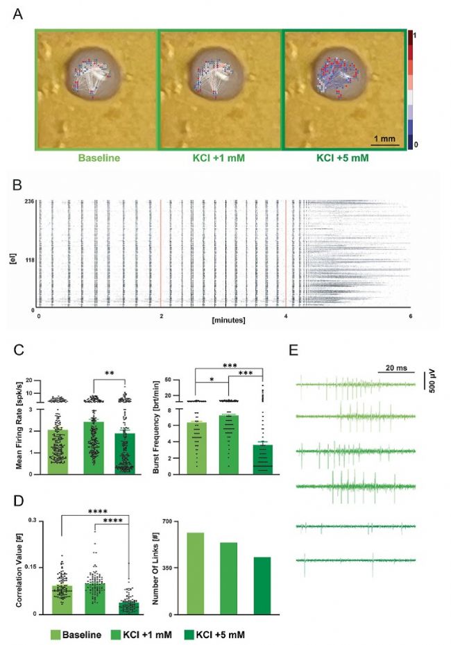 3Brain高分辨3D电极革新急性脑片、脑类器官及神经小球电生理记录