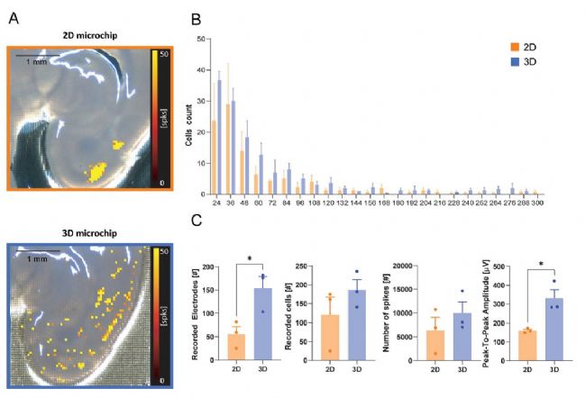 3Brain高分辨3D电极革新急性脑片、脑类器官及神经小球电生理记录