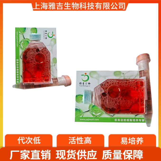 原代人脐静脉血管周细胞培养説明