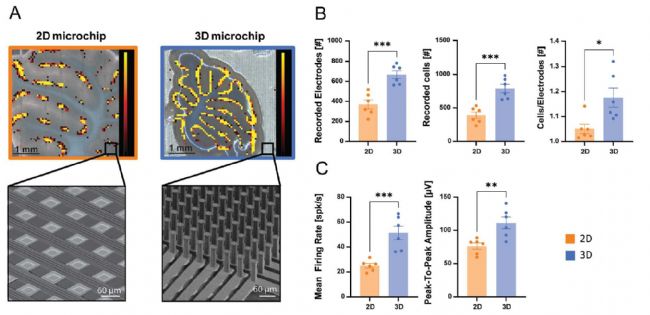 3Brain高分辨3D电极革新急性脑片、脑类器官及神经小球电生理记录