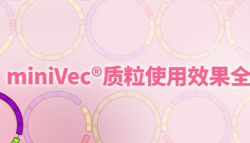 告别抗生素残留风险：MiniVec™平台实现更安全、高效的GMP级生产