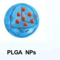 负载唑来膦 酸和荧光Cy5.5的聚乳酸-羟基乙酸共聚物纳米粒被抗CD44抗体修饰 ZOL/Cy5.5@PLGA NPs-CD44