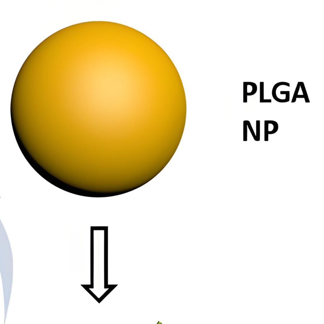 抗EGFR抗体修饰并带尼罗红标记的PLGA纳米颗粒用于姜黄素在三阴性乳腺癌中的靶向递送 CUR/Nile Red@PLGA NPs-Anti-EGFR