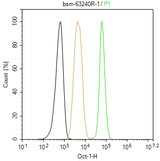 Oct-1 Recombinant Rabbit mAb(b