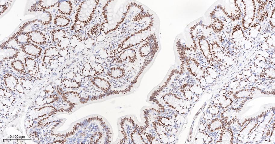 Oct-1 Recombinant Rabbit mAb(b