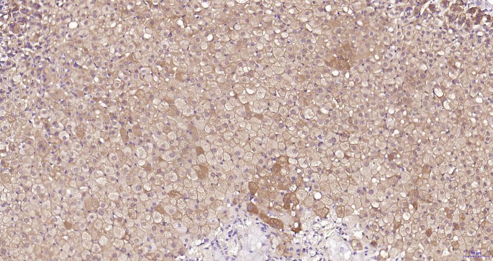 GPX4 Recombinant Rabbit mAb(bs