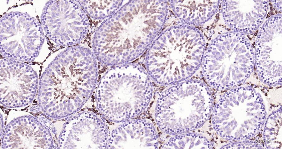 Adrenodoxin Recombinant Rabbit