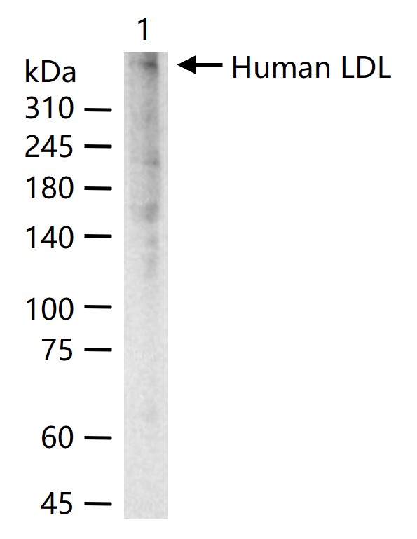 LDL Mouse mAb(bsm-2200M)-50ul/