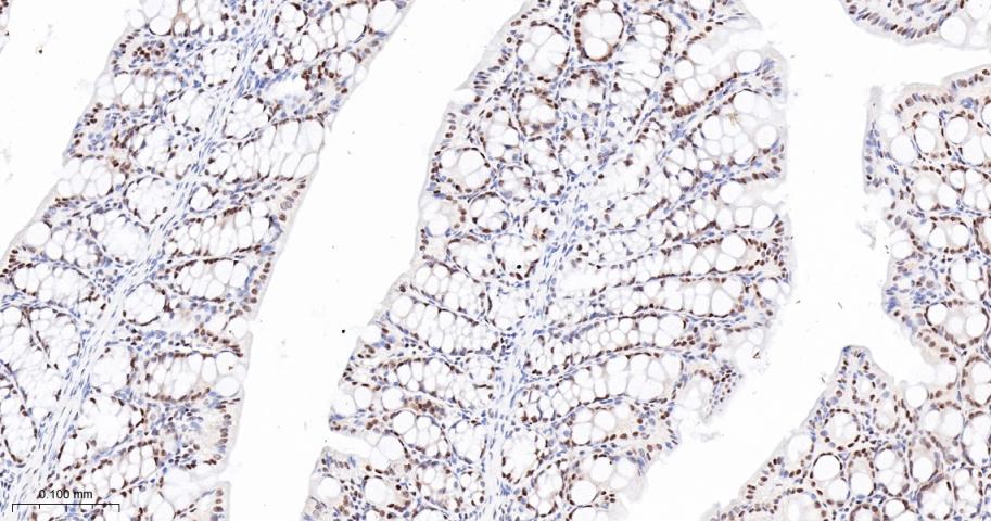 Oct-1 Recombinant Rabbit mAb(b