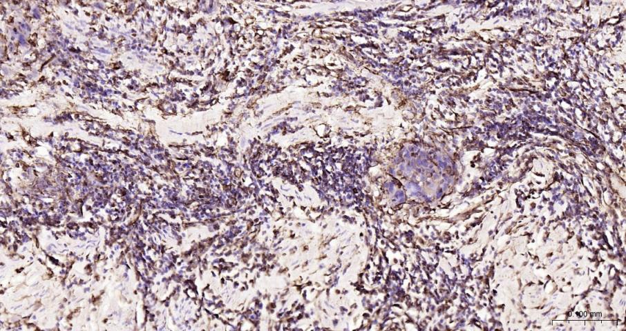 Vimentin Recombinant Rabbit mA