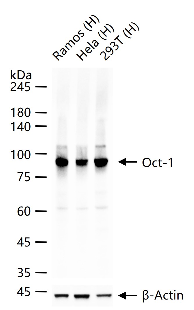 Oct-1 Recombinant Rabbit mAb(b