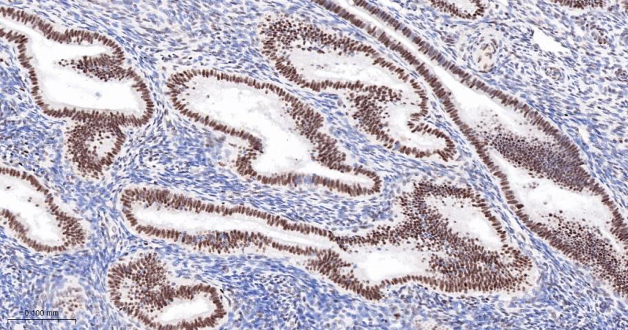 Oct-1 Recombinant Rabbit mAb(b