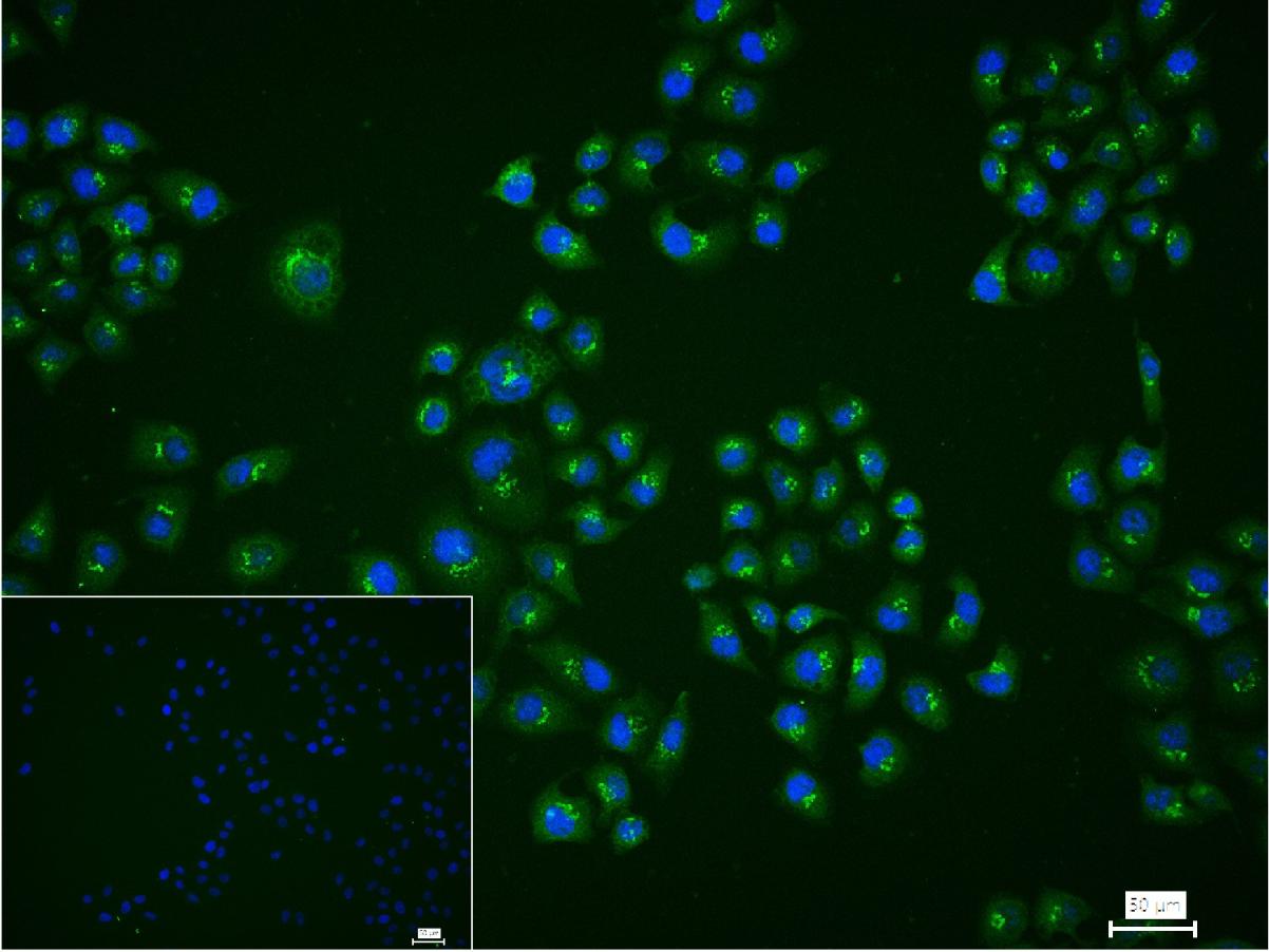 GRASP65 Recombinant Rabbit mAb