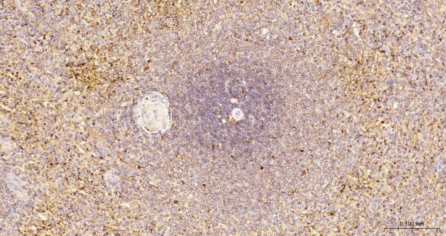 LAMP1 Recombinant  mAb(bsm-413